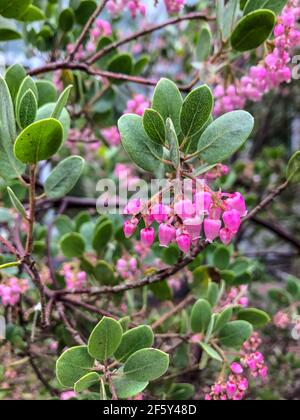 La manzanita di Baker (Arctostaphylos bakeri) è endemica della contea di Sonoma, California, dove cresce nel chaparral e nei boschi della costa settentrionale Ra Foto Stock