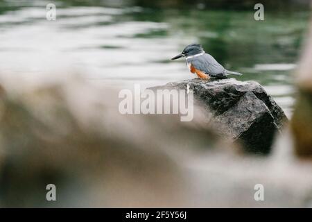 Primo piano di un Kingfisher Belted presso il lungomare di Edmonds a Washington Foto Stock