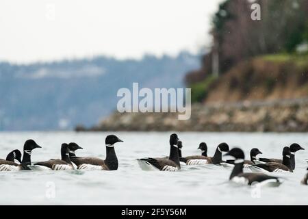 Vista ad angolo basso delle oche di Brent che nuotano a Puget Sound Foto Stock