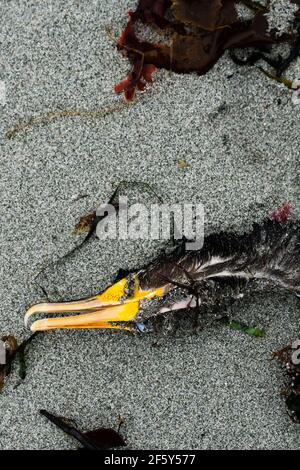 Vista da vicino di un cormorano morto su una spiaggia di sabbia Foto Stock