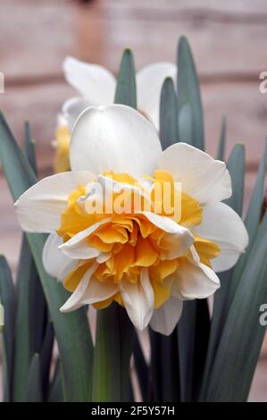Primo piano dettaglio di Narcissus Sweet Desire in fiore in primavera. Narcisi Sweet Desire è un daffodil doppio di divisione 4 con fiori bianchi e gialli. Foto Stock