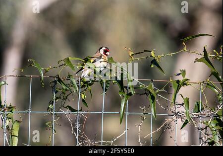 un uccello di briciole arroccato su un ceppo Foto Stock