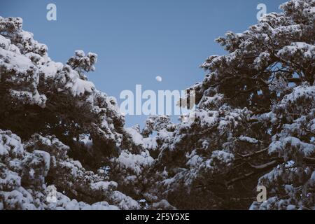 Moonrise su pini innevati in Sierra de Guadarrama, Madrid, Spagna Foto Stock