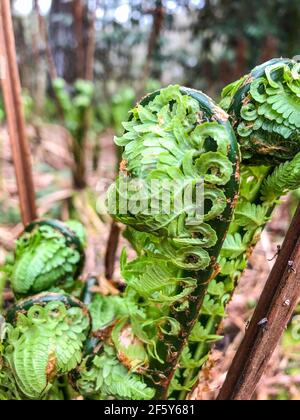 La felce di legno alpino (Dryopteris wallichiana) è una robusta specie di felce decidua o semi-sempreverde della famiglia Dryopteridaceae, originaria dell'Himalay Foto Stock
