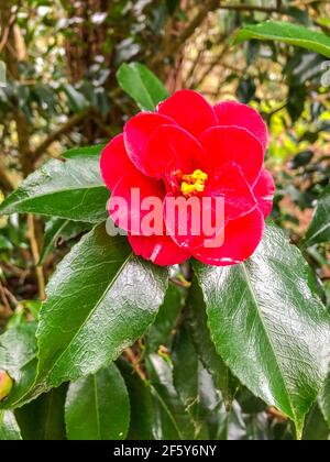 La Camellia è un genere di piante da fiore della famiglia delle Theaceae. Si trovano nell'Asia orientale e meridionale, dall'Himalaya orientale al Giappone e all'Indo Foto Stock