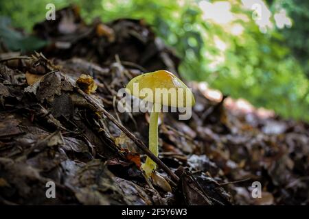 Funghi selvatici che cresce tra le foglie della foresta in primavera. Fungo del cappuccio di morte (Amanita phalloides) Italia-Europa- primo piano. Foto Stock