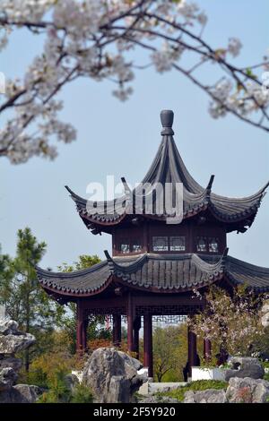 La primavera e la fioritura dei ciliegi sono fuori in un parco cinese per incorniciare una piccola pagoda. Foto Stock