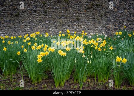 Fiori di daffodil gialli su alti gambi verdi di fronte alle antiche mura della città di Canterbury, Inghilterra. Foto Stock