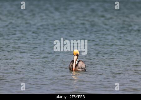 Pellicano marrone che galleggia sul mare la mattina presto Foto Stock