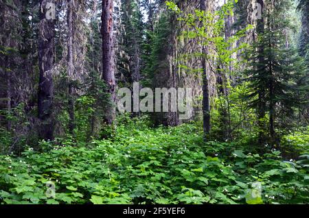 Foresta a crescita antica nella zona senza strada di Yaak West Fork. Kootenai National Forest, Montana nord-occidentale. (Foto di Randy beacham) Foto Stock