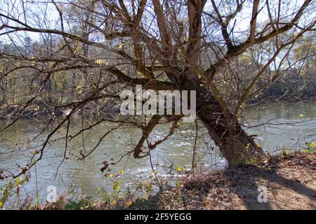 Un vecchio albero lungofiume lavorato a maglia si affaccia sul fiume stringendo con ostinazione la riva del fiume con le sue radici Foto Stock