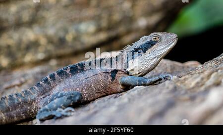 Il Drago d'acqua australiano si trova nel Royal National Park Foto Stock