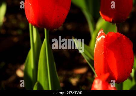 Romantico tulipano rosso fiore primo piano. Baciato dal sole del mattino, viivido, con colore e vita rossi profondi, verdi da vicino in giardino. Foto Stock