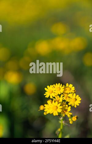 Fiori selvatici gialli che fioriscono lungo l'autostrada vicino a Ennis, Texas. Foto Stock