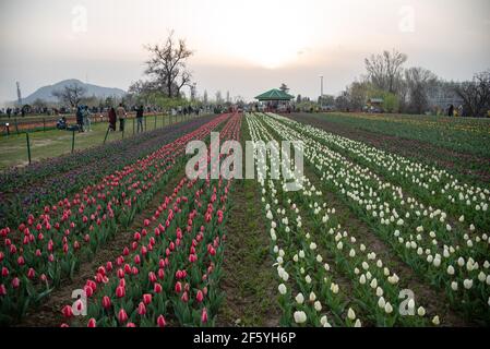 Srinagar, India. 28 Marzo 2021. Una vista dei tulipani in fiore all'interno del Giardino dei tulipani durante una soleggiata giornata primaverile a Srinagar.centinaia di persone si stanno floccando alle alcove fiorite di mandorle e ai giardini di tulipani del Kashmir, descritti da alcuni professionisti locali della salute mentale come "terapeutici per la psiche scarrossa". La valle è stata sotto prolungati incantesimi di blocco negli ultimi 19 mesi. (Foto di Idrees Abbas/SOPA Images/Sipa USA) Credit: Sipa USA/Alamy Live News Foto Stock