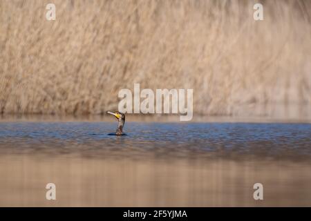 Grande cormorano (Phalacrocorax carbo) nuoto sul lago di mattina presto Foto Stock