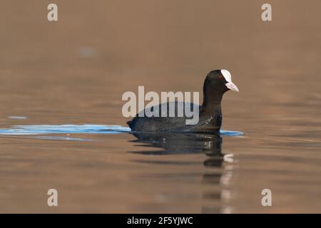 Primo piano ritratto di un'anatra coot che nuota sul lago in primavera. Piede eurasiatico (Fulica atra) sullo stagno Foto Stock