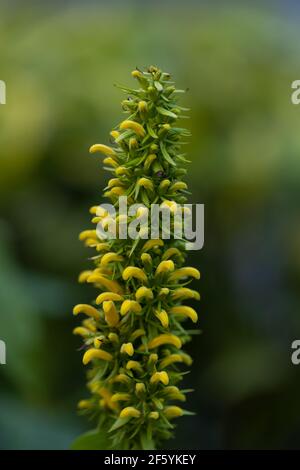 Immagine macro di un gambo verde con fiori gialli in fiore e sfocare lo sfondo Foto Stock