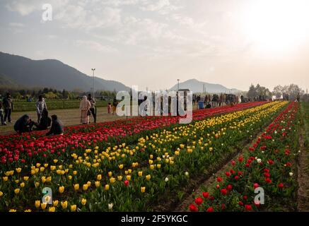 Srinagar, India. 28 Marzo 2021. Una vista del giardino dei tulipani in fiore durante una soleggiata giornata di primavera a Srinagar.centinaia di persone stanno floccando alle alcove fiorite di mandorle e ai giardini di tulipani del Kashmir, descritti da alcuni professionisti locali della salute mentale come "terapeutici per la psiche scarrossa". La valle è stata sotto prolungati incantesimi di blocco negli ultimi 19 mesi. Credit: SOPA Images Limited/Alamy Live News Foto Stock