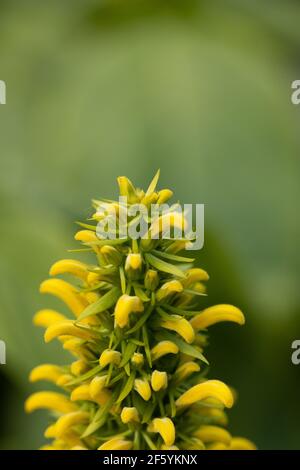 Immagine macro di un gambo verde con fiori gialli in fiore e sfocare lo sfondo Foto Stock