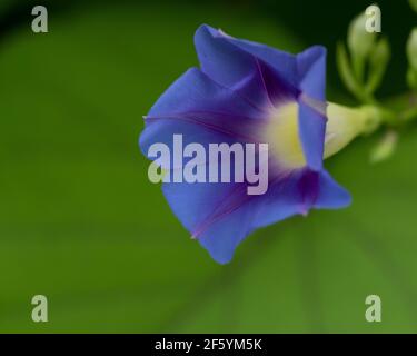 Bel fiore blu in fiore nella stagione primaverile con verde sfocato sfondo Foto Stock