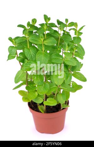 Pepe fresco menta vaso di fiori foglie di piante di bianco su sfondo isolato. Foto Stock