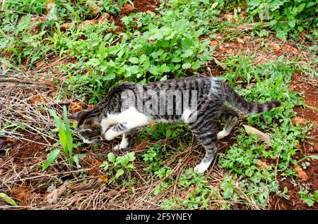 Cat Stalking A Prey Foto Stock