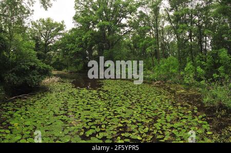 riverside foresta nei pressi del fiume marcia nel parco nazionale austriaco marchauen, donauauauen vicino a marchegg, bassa austria Foto Stock