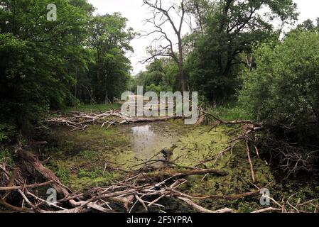 riverside foresta nei pressi del fiume marcia nel parco nazionale austriaco marchauen, donauauauen vicino a marchegg, bassa austria Foto Stock