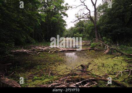 riverside foresta nei pressi del fiume marcia nel parco nazionale austriaco marchauen, donauauauen vicino a marchegg, bassa austria Foto Stock