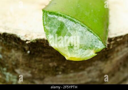 Aloe vera su blocco di legno Foto Stock