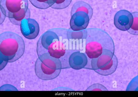 Divisione normale delle cellule B dopo essere state attivate con l'illustrazione 3d dei batteri Foto Stock