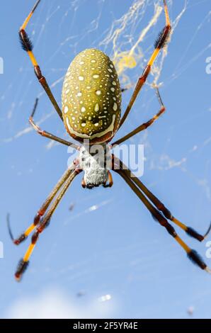 Il dorso closeup di Nephila Clavipes Spider Foto Stock