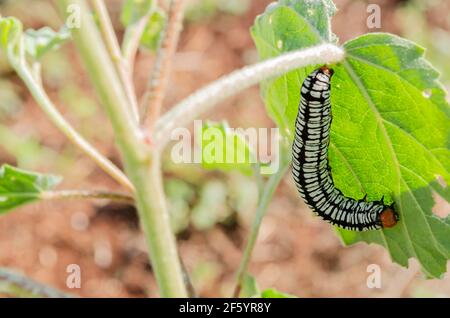 Melanchra Picta Moth Larva Foto Stock