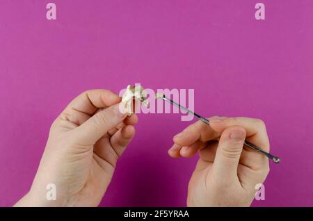 Dente animale grande, mani femminili e raschietto dentale su sfondo magenta. Primo piano del molare del cane che è caduto fuori. Donna dimostra scheggiato torta Foto Stock