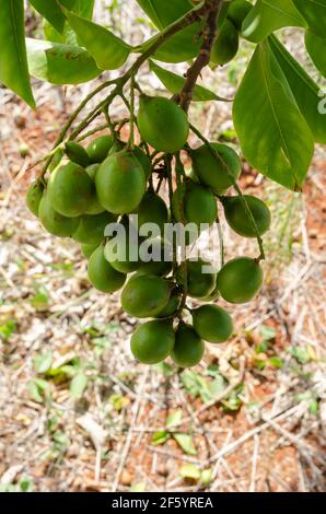 Ramo di piccolo Guineps Foto Stock