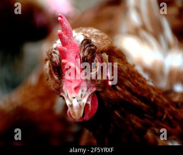 gallina matura con cresta rossa in vista astratta frontale. sfondo morbido sfocato. guardaroba in becco. concetto di allevamento biologico di pollo. Foto Stock