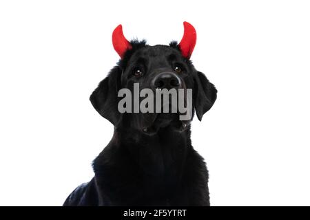 ritratto di un bel cane labrador retriever con corna diabolica su sfondo bianco Foto Stock