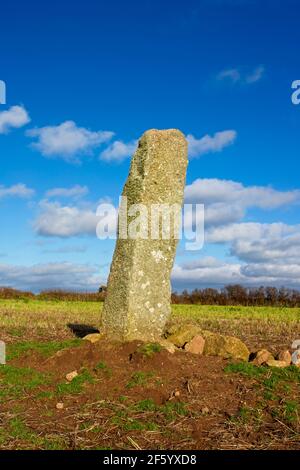 Sting Stone (Boskawen-Ros) nel mezzo di un campo (Grid Ref SW 42814 23894) vicino a St Buryan, Cornovaglia, Regno Unito. Foto Stock
