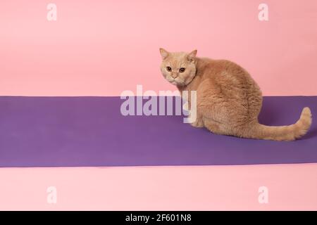 Un gatto britannico zenzero con gli occhi ambra si siede su un tappeto sportivo viola, isolato contro uno sfondo rosa Foto Stock