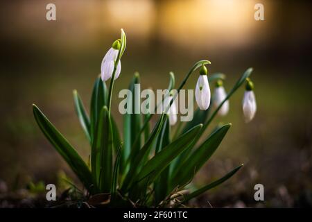 Snowdrop o racchette da neve comune (Galanthus nivalis) fiori nella foresta con il caldo sole sullo sfondo in primavera. I primi fiori della Primavera Foto Stock