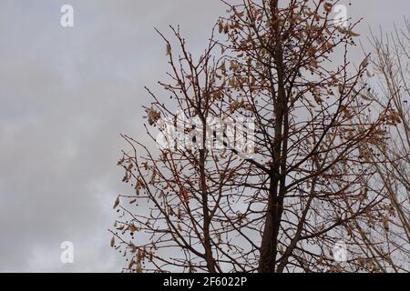 Cima di albero senza foglie in autunno in un tempo nuvoloso Foto Stock