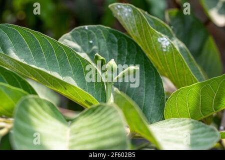 Ramo guava verde con fiori e foglie in crescita nel giardino Foto Stock