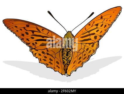 Argynnis anadyomene farfalla Illustrazione Vettoriale