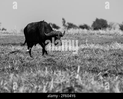 Grande bufalo nero Foto Stock
