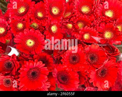 Gerbere di varie varietà e colori, vista ravvicinata Foto Stock
