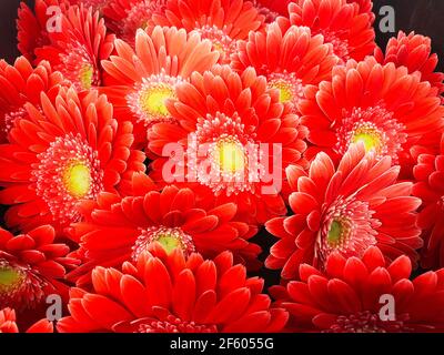 Gerbere di varie varietà e colori, vista ravvicinata Foto Stock