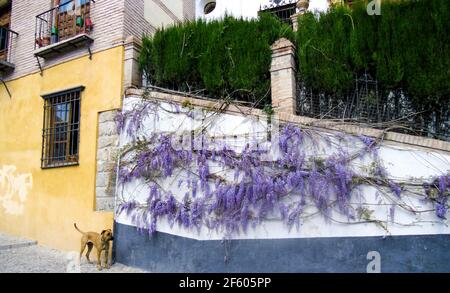 fiore viola che batte su un muro in spagna con il cane Foto Stock