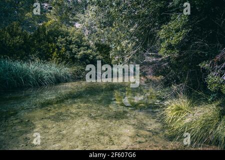 calmo ruscello con molte pietre sul percorso, circondato da una foresta molto verde in catalogna, spagna Foto Stock