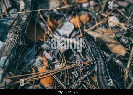 parte superiore della testa di una lucertola mimetizzata sul terreno di un campo Foto Stock